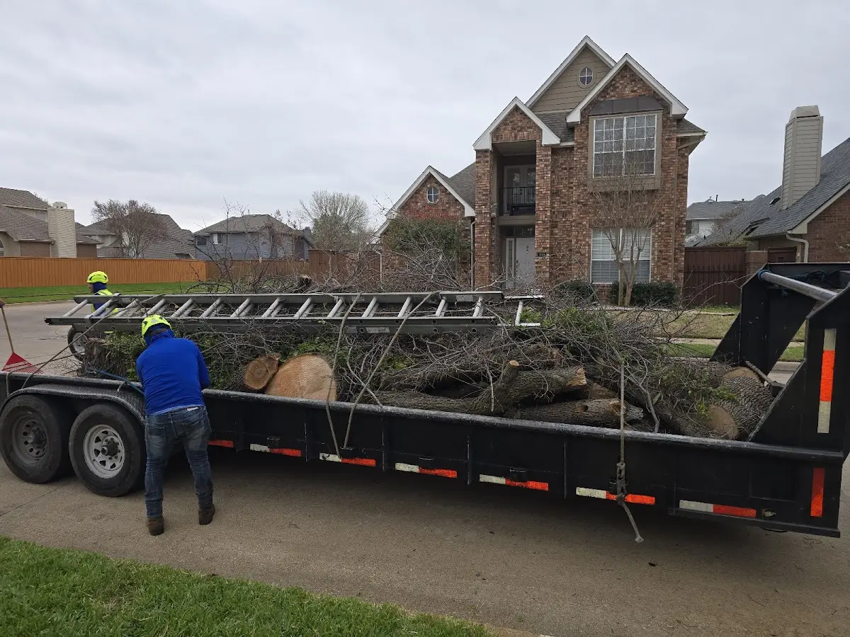 Expert Tree Fertilization with proper safety equipment in Belgrade